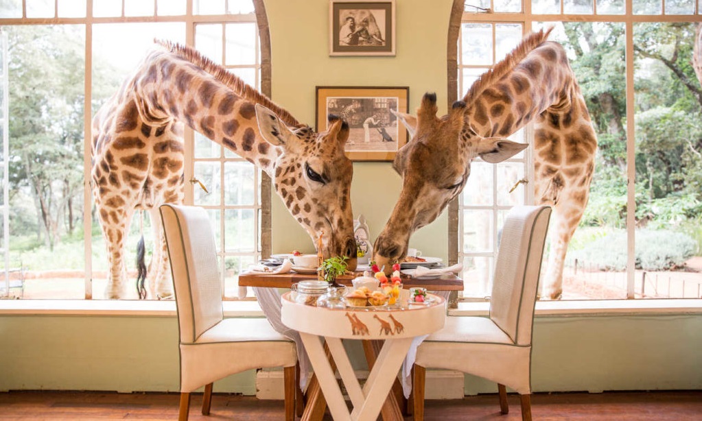 Safari Kenijā